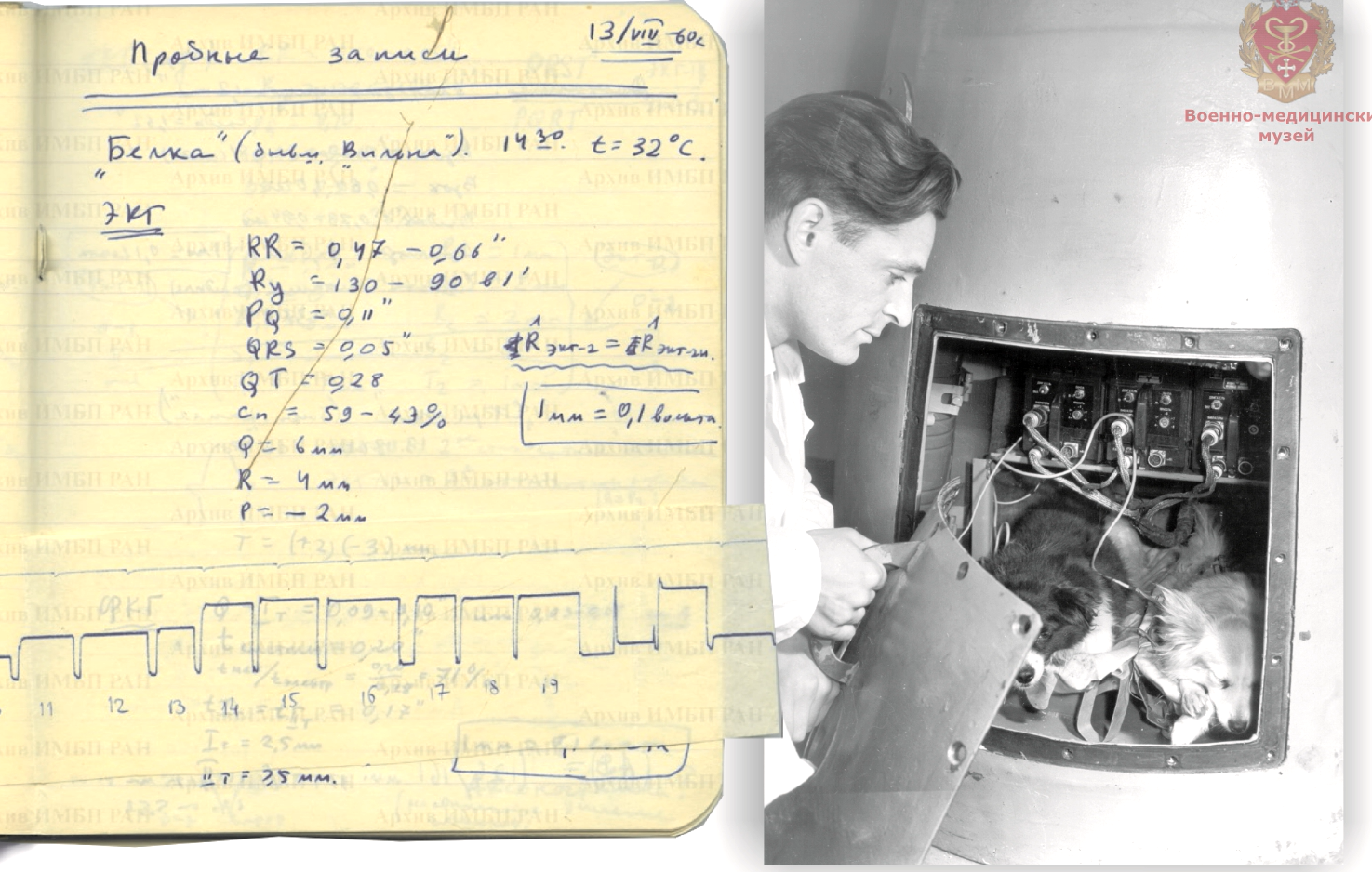 Дневник: пробные записи и данные по Белке